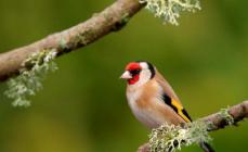 Goldfinch in your home How long does a goldfinch live in a cage?