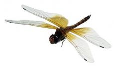 La libellula è un insetto con abilità 
