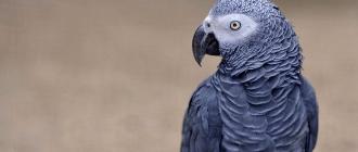 What can a gray parrot do?  What and how to feed Grays.  About drinking water