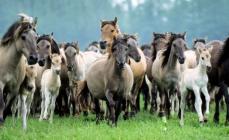 Black horse color.  Horse colors.  Description, photos and names of horse colors.  What is suit and how to determine it