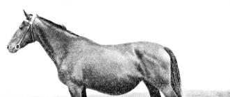 Breeds: Hungarian half-bred Riding Hungarian horse of the Kishber type