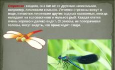 ¿Dónde vive la libélula y qué come?