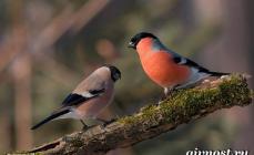 Dom-fafe: aparecimento de aves e seus gêneros, sejam migratórios ou sedentários