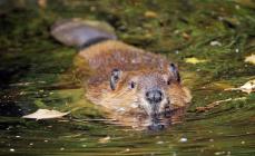 Fapte interesante despre castori și baraje de castori Ce mănâncă castorii în natură