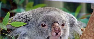 Animale koala (lat. Phascolarctos cinereus).  Come vive l'orso marsupiale e cosa mangia La dieta principale del koala.