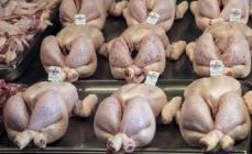 Chicken meat (chicken carcasses, chickens, broiler chickens and their parts)