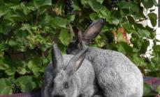 Conejo plateado o todo sobre conejos plateados