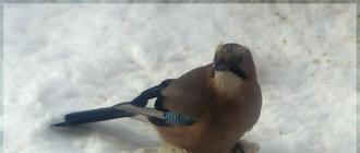 Jay, un pájaro con cresta, robando pan de un comedero