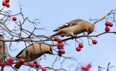 Ptice koje zimuju i selice: imena ptica, zanimljive činjenice 10 ptica koje zimuju