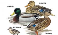 Is there a year of the duck?  Encyclopedia of Animals.  Where does the mandarin duck live now?