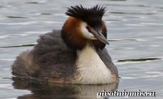 Grebe (bird): description and photo What a grebe chick and its legs look like