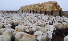 Razza di pecore con lana di carne del Caucaso settentrionale